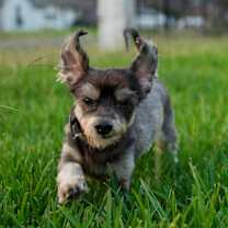 Thumbnail photo of Lester #1