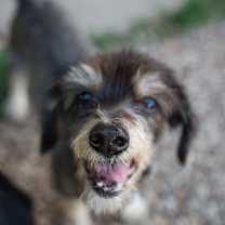 Thumbnail photo of Lester #2