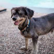 Thumbnail photo of Lester #3