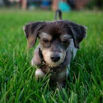 Thumbnail photo of Lester #4