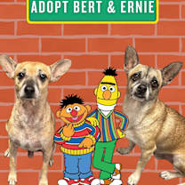 adopt-pet