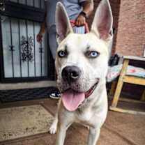 Thumbnail photo of Koda #3