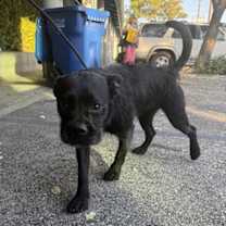 Thumbnail photo of Benji #2