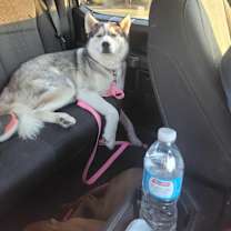 Thumbnail photo of Rufus #2