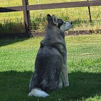 Thumbnail photo of Rufus #3