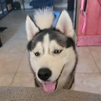 Thumbnail photo of Rufus #4