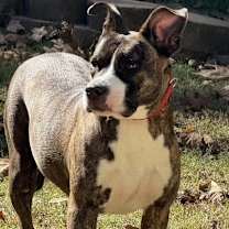 Thumbnail photo of CLEMENTINE #2