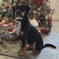 Thumbnail photo of Harley #1