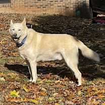 Thumbnail photo of Makko #1