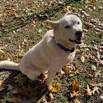 Thumbnail photo of Makko #3