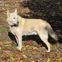 Thumbnail photo of Makko #4