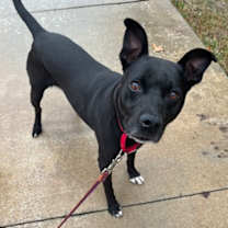 Thumbnail photo of Wizard #2