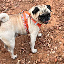 Thumbnail photo of Boomer #3