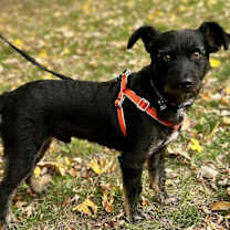 Thumbnail photo of Maximilian - Adoption Pending #1