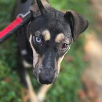 Thumbnail photo of Pumpernickel #1