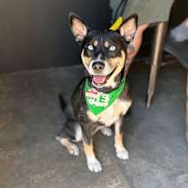 Thumbnail photo of Chestnut #1