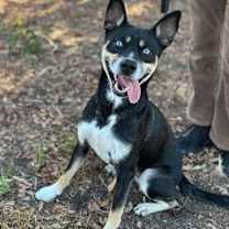 Thumbnail photo of Chestnut #3