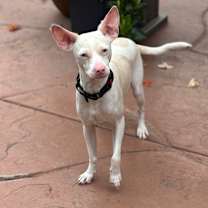 Thumbnail photo of Georgie #3