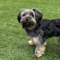 Thumbnail photo of Lilly #1