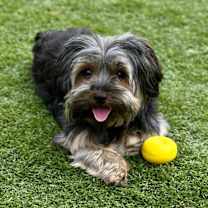 Thumbnail photo of Lilly #3