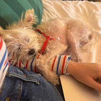 Thumbnail photo of Peewee #3