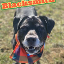 Thumbnail photo of Blacksmith #1