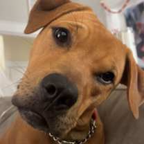 Thumbnail photo of Fig #1