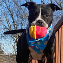 Thumbnail photo of Archy #2