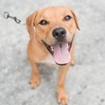 Thumbnail photo of Fig #2