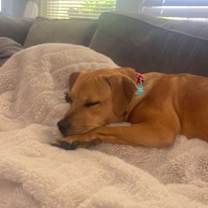 Thumbnail photo of Fig #3