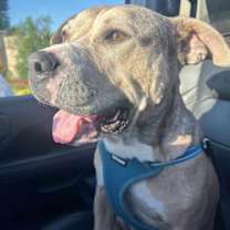 Thumbnail photo of Bella #3