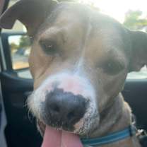 Thumbnail photo of Bella #4