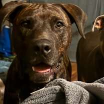 Thumbnail photo of Johnny Cash #1