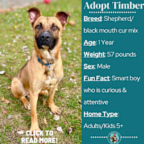 Thumbnail photo of Timber #1