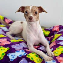 Thumbnail photo of Aria #2