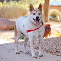 Thumbnail photo of Bandit  #2