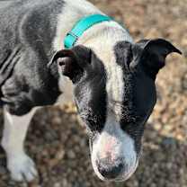 Thumbnail photo of Maizie #3