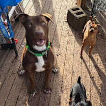 Thumbnail photo of Benga🐯 #2