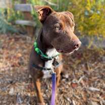 Thumbnail photo of Benga🐯 #4