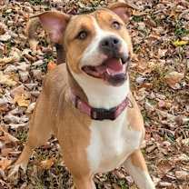 Thumbnail photo of Piper #1