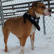 Thumbnail photo of Piper #2