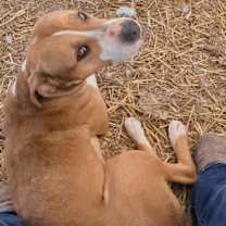 Thumbnail photo of Piper #4