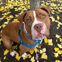 Thumbnail photo of Bruno #1