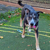 Thumbnail photo of Wib #2