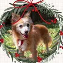 Thumbnail photo of BUDDY #3