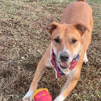 Thumbnail photo of Brownie #3