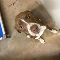 Thumbnail photo of Rosco #2