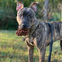 Thumbnail photo of Moon #2