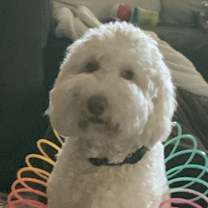 Thumbnail photo of Winston #1