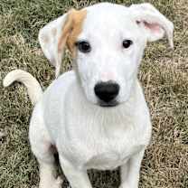 Thumbnail photo of Blaze KA #1